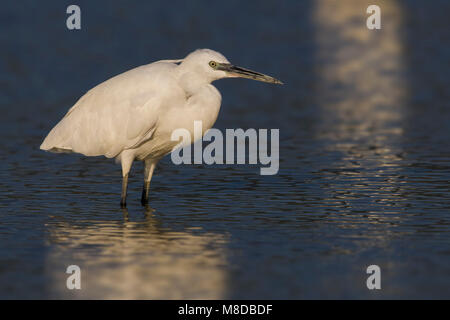 Kleine Zilverreiger, Aigrette garzette ; Banque D'Images