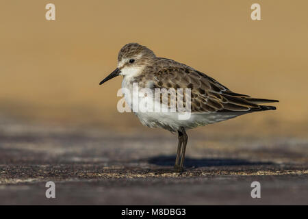 Kleine Strandloper dans winterkleed winterplumage ; peu de passage à Banque D'Images