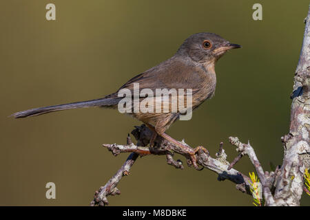 Provençaalse Vrouwtje Grasmus ; Femmes Dartford Warbler Banque D'Images