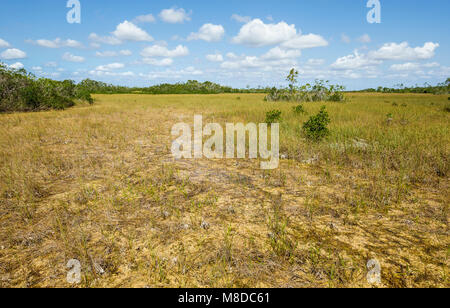 Vu-grass marsh durant la saison sèche dans le parc national des Everglades Banque D'Images