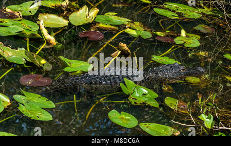 Un aligator repéré en Shark Valley, le Parc National des Everglades Banque D'Images