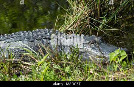 Un aligator basking sun, dans Shark Valley, le Parc National des Everglades Banque D'Images