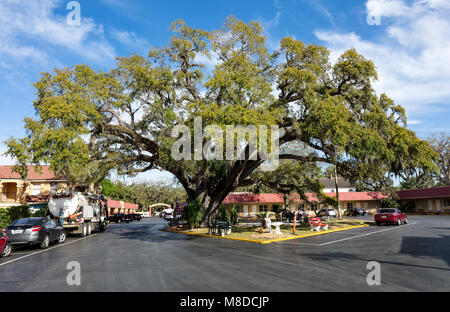 St Augustine, FL - Mars 07, 2018 : une vue de l'ancien sénateur arbre, un chêne de 600 ans qui ont été témoins de l'arrivée des espagnols menés par Juan Ponce Banque D'Images