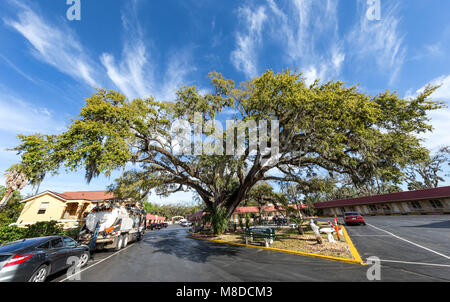 St Augustine, FL - Mars 07, 2018 : une vue de l'ancien sénateur arbre, un chêne de 600 ans qui ont été témoins de l'arrivée des espagnols menés par Juan Ponce Banque D'Images