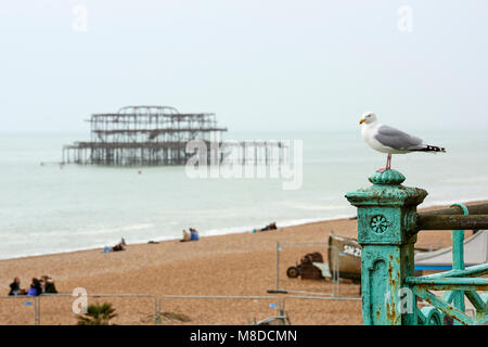 Une mouette perchée sur rail métallique sur la plage de Brighton, avec West Pier brûlé à l'abandon dans l'arrière-plan. Banque D'Images