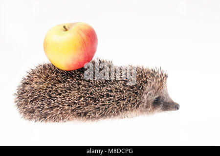 Hedgehog avec Apple sur le dos Banque D'Images