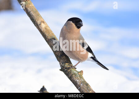 Femelle de canard colvert (commun) (Pyrrhula pyrrhula) posant sur une branche épaisse. Banque D'Images