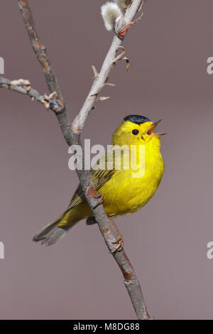 Zanger Wilsons, Wilson's Warbler Wilsonia pusilla, mâle adulte, péninsule de Seward, AK Juin 2009 Banque D'Images