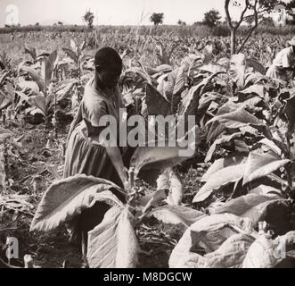 1940 Afrique de l'Est de l'Ouganda - culture du tabac - L'exploitation et de transformation Banque D'Images