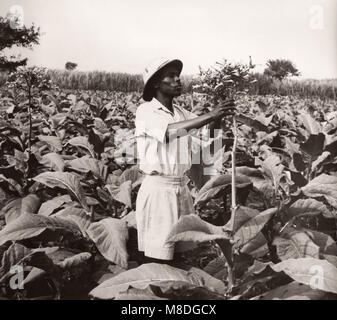 1940 Afrique de l'Est de l'Ouganda - culture du tabac - L'exploitation et de transformation Banque D'Images