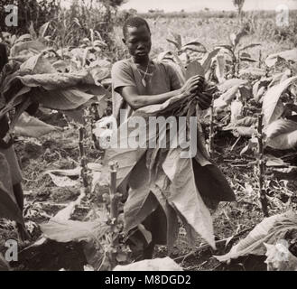 1940 Afrique de l'Est de l'Ouganda - culture du tabac - L'exploitation et de transformation Banque D'Images