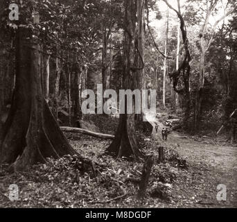 1940 Afrique de l'Est de l'Ouganda - forêt, abattage et de Budongo sciage à façon acajou