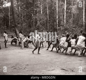 1940 Afrique de l'Est de l'Ouganda - forêt, abattage et de Budongo sciage à façon acajou Banque D'Images