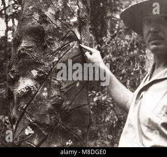 1940 Afrique de l'Est de l'Ouganda - forêt Budongo - un arbre à caoutchouc sauvage avec 30 year old scars Banque D'Images