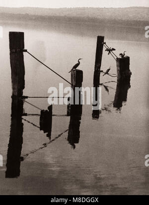 1940 Afrique de l'Est - Ouganda - cormorans sur le lac Victoria à l'aube Banque D'Images