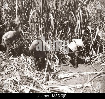 1940 Afrique de l'Est - Ouganda - plantation de canne à sucre Lugasi Banque D'Images