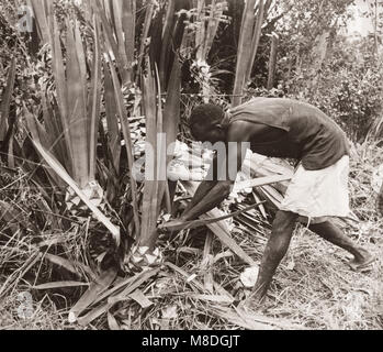 1940 Afrique de l'Est - Ouganda - sisal coupe Port de Masindi Banque D'Images