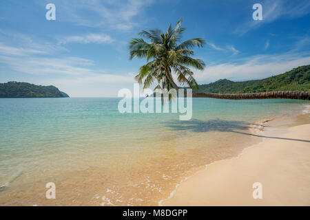 Coconut palm tree over summer beach Phuket en Thaïlande, la mer. L'été, les voyages, vacances et maison de vacances concept Banque D'Images