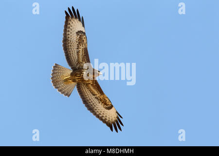 Dans Steppebuizerd de viaje en avión, steppes buse en vol Banque D'Images