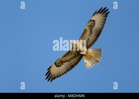 Dans Steppebuizerd de viaje en avión, steppes buse en vol Banque D'Images