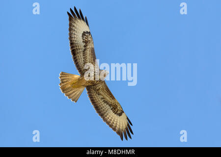 Dans Steppebuizerd de viaje en avión, steppes buse en vol Banque D'Images