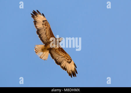 Dans Steppebuizerd de viaje en avión, steppes buse en vol Banque D'Images