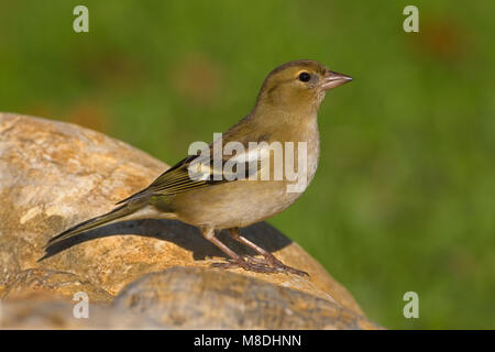 Vrouwtje Vink ; femelle Chaffinch commun Banque D'Images