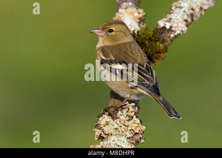 Vrouwtje Vink op een tak ; les femelles Chaffinch perché sur une branche Banque D'Images