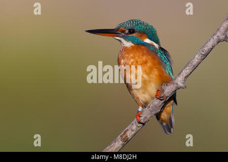 Vrouwtje IJsvogel ; les femelles de la Kingfisher Banque D'Images