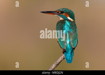 Vrouwtje IJsvogel ; les femelles de la Kingfisher Banque D'Images
