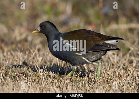 Waterhoen Gallinule poule-d'eau ; Banque D'Images