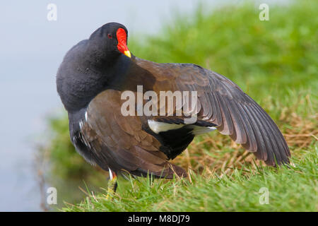 Waterhoen poetsend ; lissage Gallinule Banque D'Images