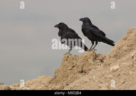 Grand corbeau perché ; zittend Raaf Banque D'Images