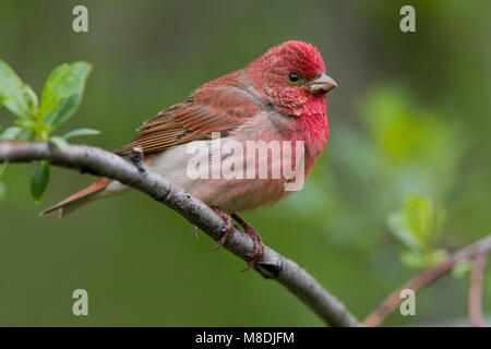 Volwassen mannetje Roodmus Rosefinch commun mâle adulte ; Banque D'Images