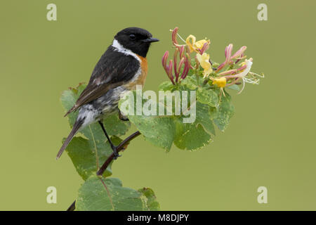 European Stonechat perché masculin ; homme Roodborsttapuit zittend Banque D'Images