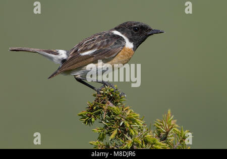 European Stonechat perché masculin ; homme Roodborsttapuit zittend Banque D'Images