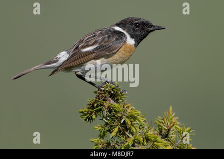 European Stonechat perché masculin ; homme Roodborsttapuit zittend Banque D'Images