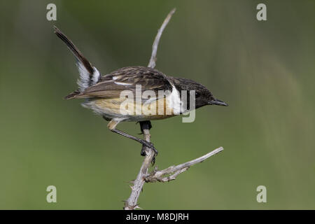 European Stonechat perché masculin ; homme Roodborsttapuit zittend Banque D'Images