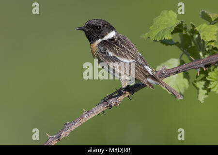 European Stonechat perché masculin ; homme Roodborsttapuit zittend Banque D'Images