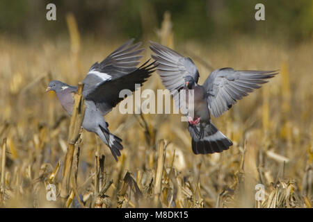 Dans landend Houtduif veld ; Bois commune dans la zone d'atterrissage Pigeon Banque D'Images