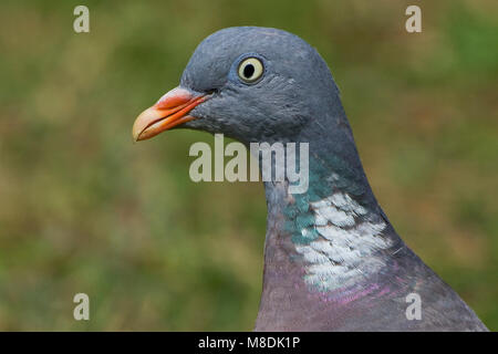 Houtduif close-up ; Pigeon bois commun close-up Banque D'Images