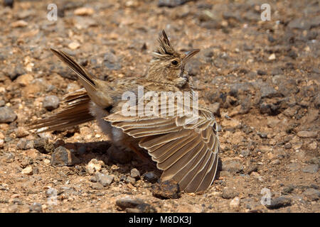 En baltsend Kuifleeuwerik zingend Crested Lark commun ; le chant et l'affichage En baltsend Kuifleeuwerik zingend Crested Lark commun ; le chant et l'affichage