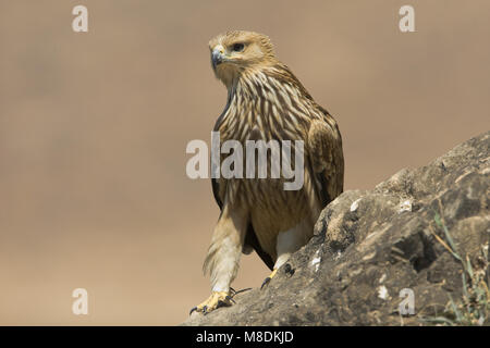 Dans Keizerarend zit ; Asian Aigle perché Banque D'Images