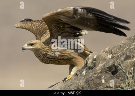 Dans Keizerarend zit ; Asian Aigle perché Banque D'Images