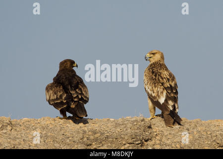 Dans Keizerarend zit ; Asian Aigle perché Banque D'Images