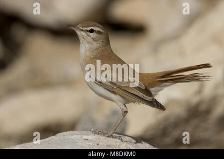 Oostelijke Rosse Waaierstaart doortrek op, l'Est de Bruant à queue-Scrub robin sur la migration Banque D'Images