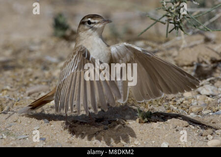 Oostelijke Rosse Waaierstaart ; Eastern Bruant à queue-Scrub robin Banque D'Images