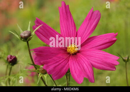 Cosmos bipinnatus 'Dazzler' dans un chalet jardin régime de plantation, la fin de l'été, UK Banque D'Images