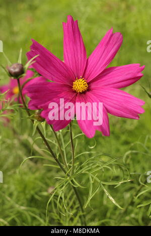 Cosmos bipinnatus 'Dazzler' dans un chalet jardin régime de plantation, la fin de l'été, UK Banque D'Images