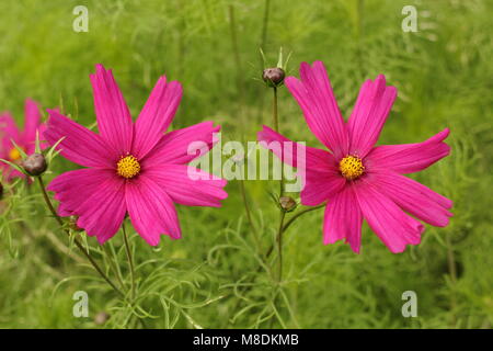 Cosmos bipinnatus 'Dazzler' dans un chalet jardin régime de plantation, la fin de l'été, UK Banque D'Images